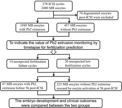 Early rescue oocyte activation at 5 h post-ICSI is a useful strategy for avoiding unexpected fertilization failure and low fertilization in ICSI cycles